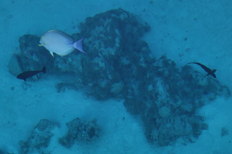 Surgeon fish and unicorns (seen looking over Saecwen's stern)