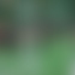 ESB:n pikkujoulut 2025