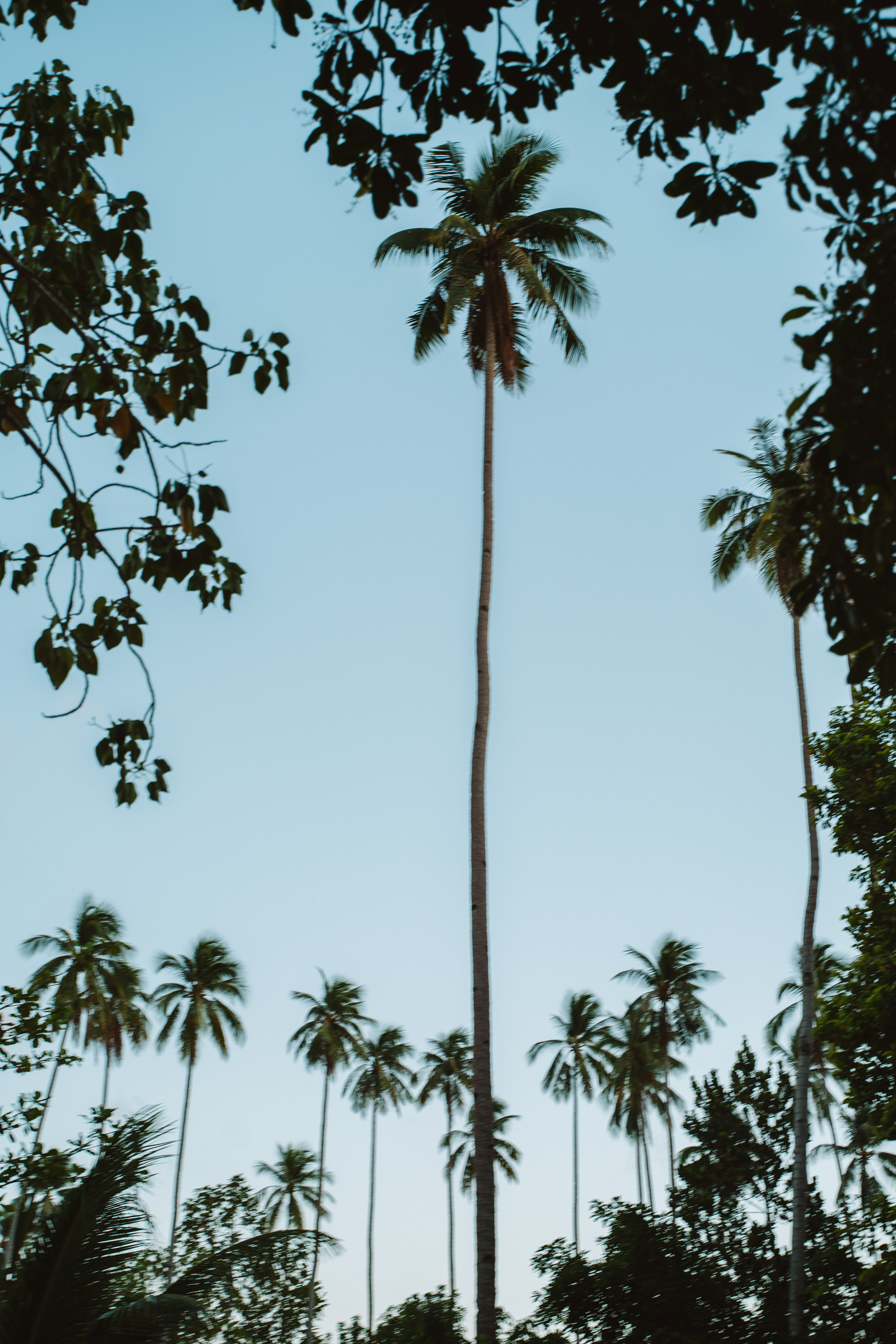 ALTURA (El Nido, Philippines)