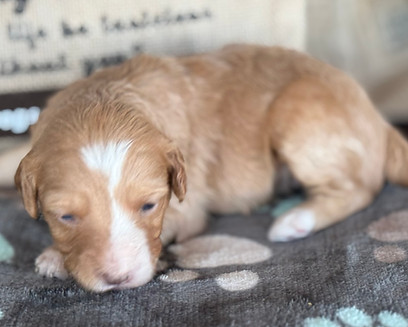 apricot and white doodle puppy sleeping