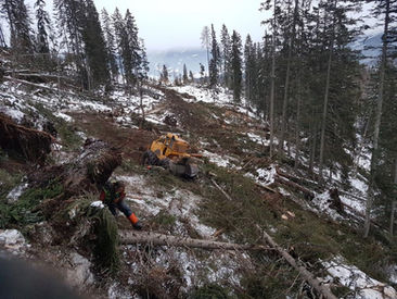 Holzbringung durch Holz Streussnig