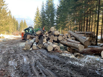 gefällte Bäume von Holz Streussnig