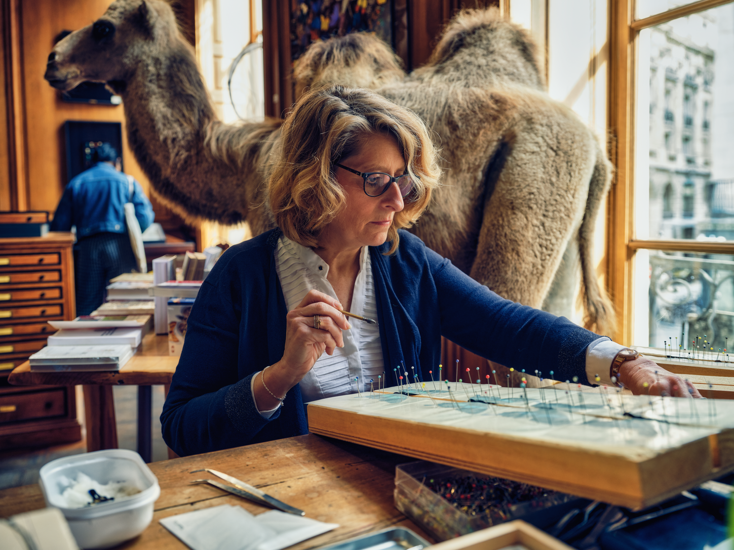 Valérie Breillat, Entomologist Deyroll Taxidermy, Paris