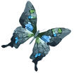 Acuarela de la mariposa 11