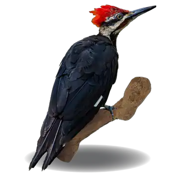 woodpeckers