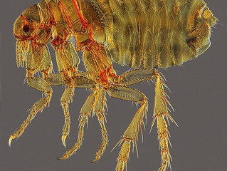 What Parasites Live In Bird Nesting Material