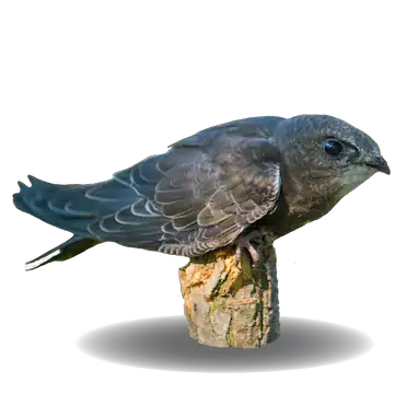 Chimney Swift