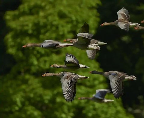 dr martens cherry brogues