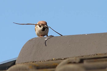sparrow carrying nesting material