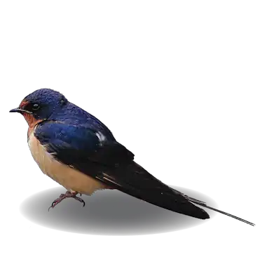 Barn Swallows
