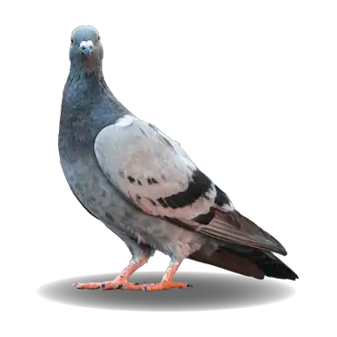 Pigeon