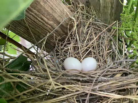 New pigeon nest with eggs