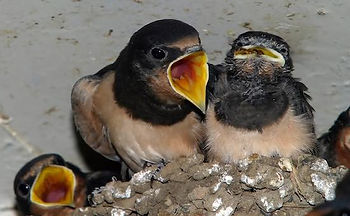 fledgling birds