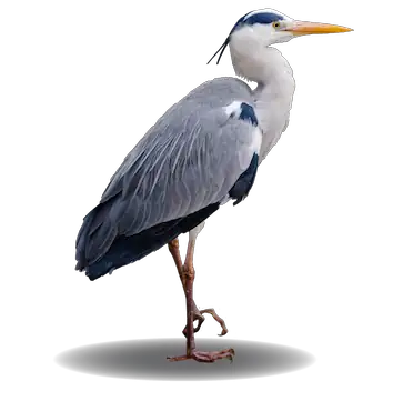 Great Blue Heron