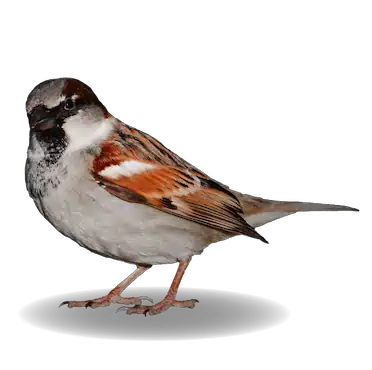 house sparrow
