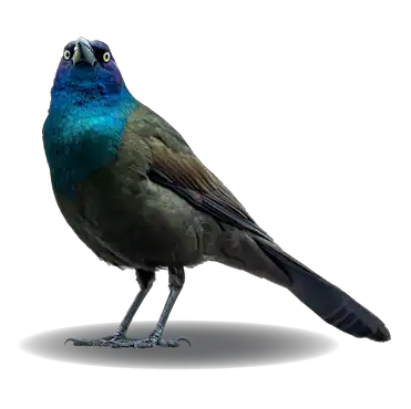 grackles