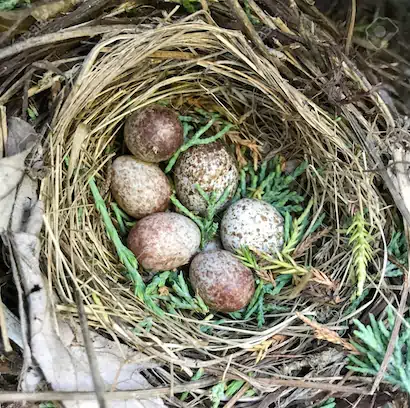 House Sparrow Eggs in Nest