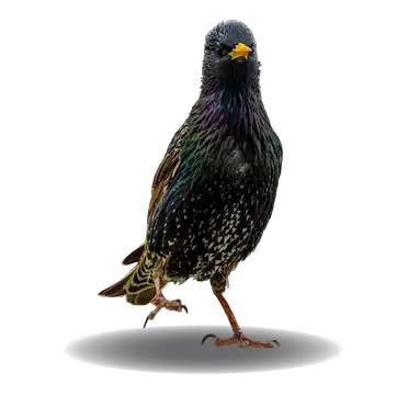 starling