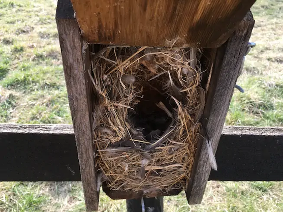 House sparrow nest in bird house