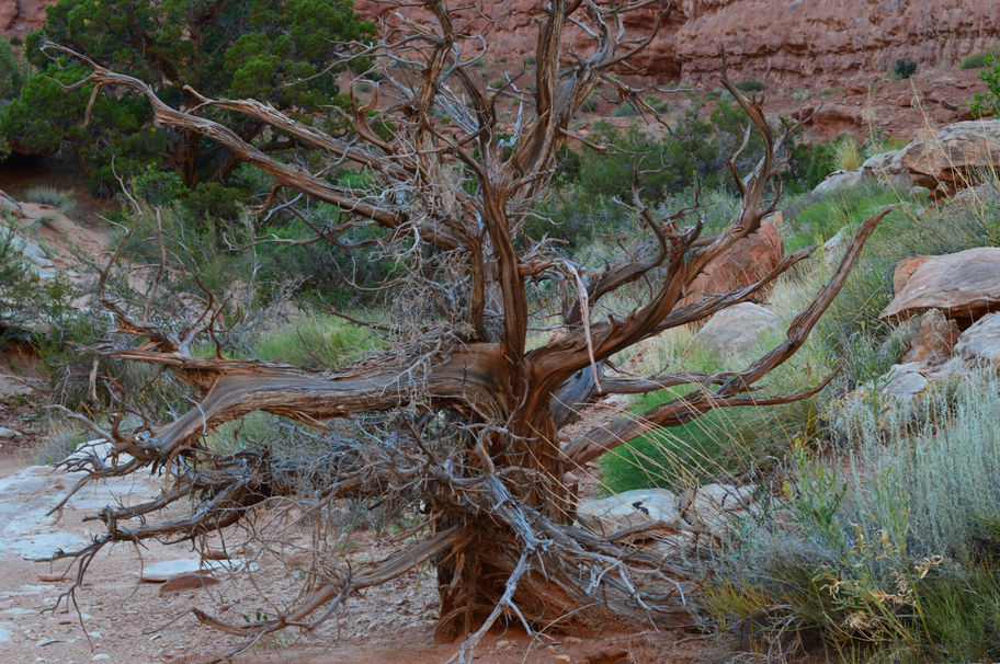 A Juniper Tree In The Desert