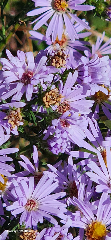 Chicory Flowers