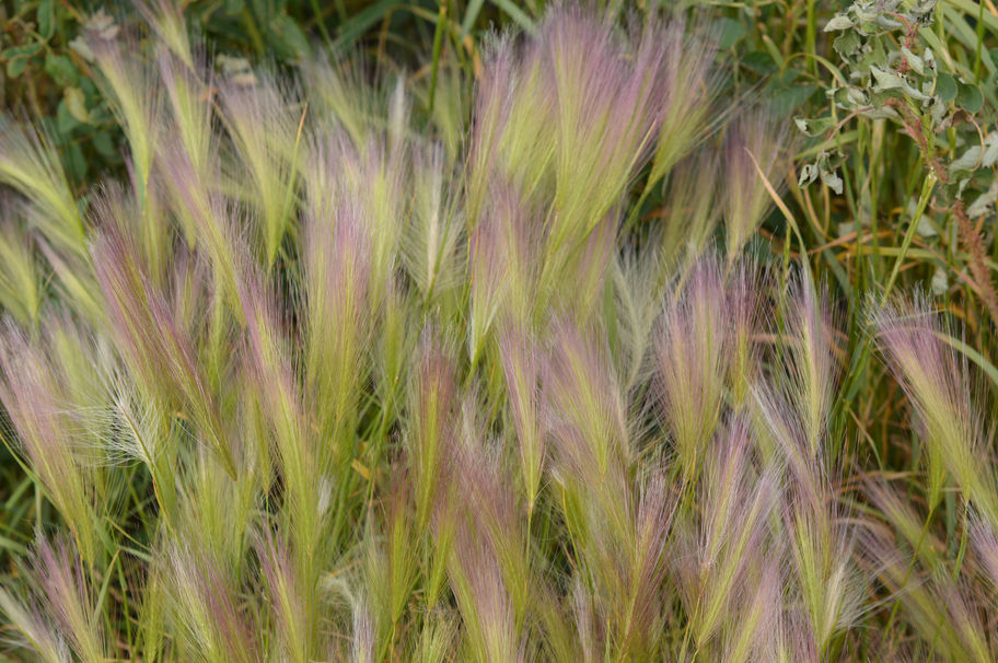 Beautiful Feather Like Flowers