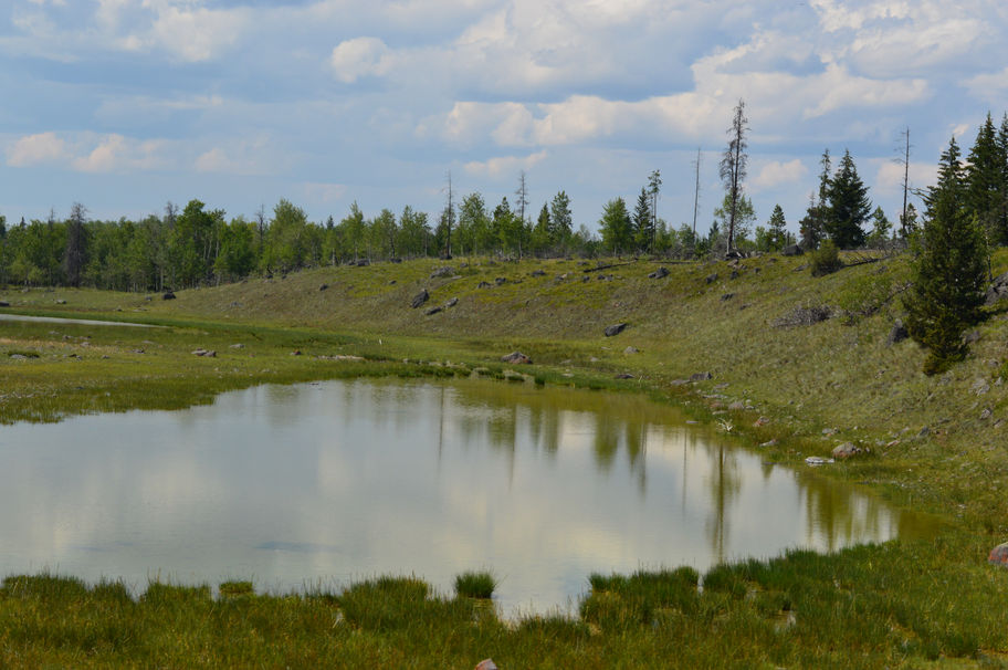 A Lush Forest Pond In Spring