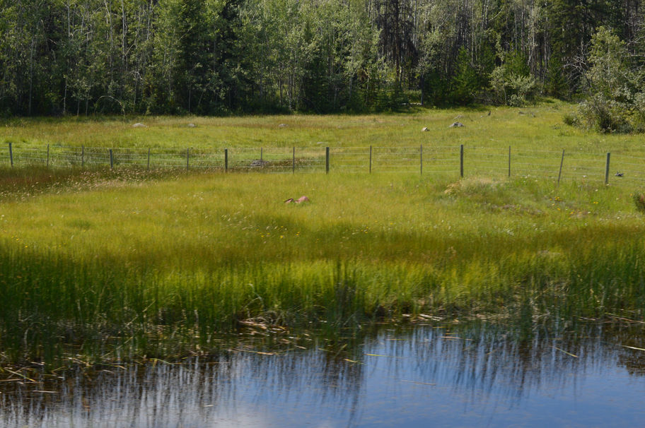 The Lush Meadow Pond's Natural Beauty
