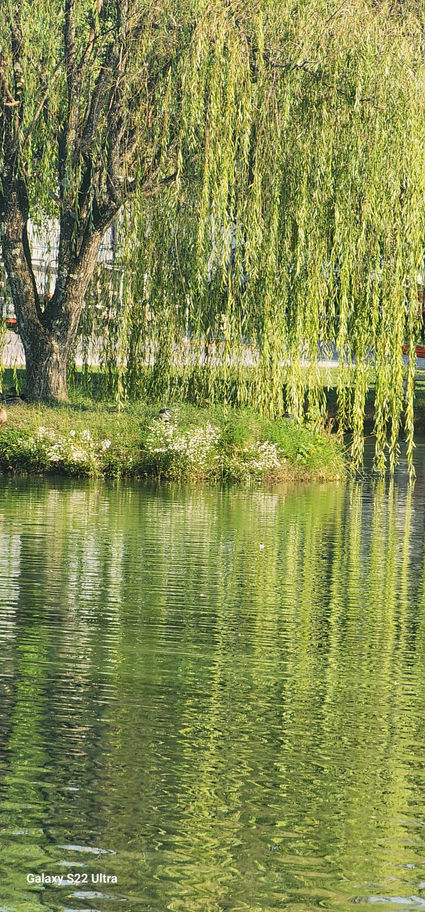 Weeping Willow Tree In The Water
