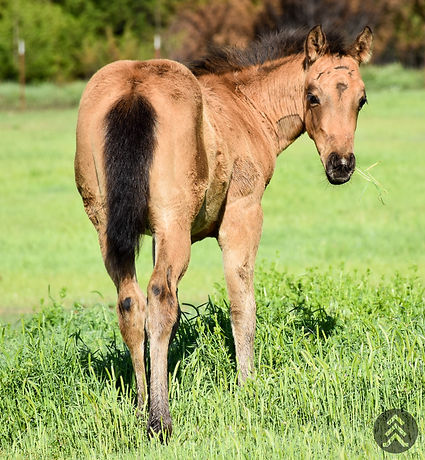 Buckskin colt by ARA Lobo