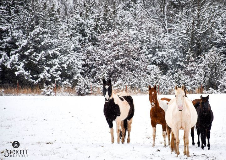 Bickell Ranches mares