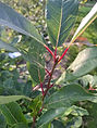 bo - acer campestre - d 1 - RKR33243