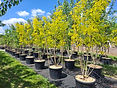 bo - acer campestre - d 1 - RKR33243