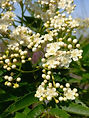 bo - acer campestre - d 1 - RKR33243