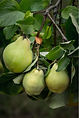 bo - acer campestre - d 1 - RKR33243