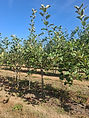 bo - acer campestre - d 1 - RKR33243