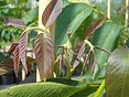 bo - acer campestre - d 1 - RKR33243