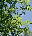 bo - acer campestre - d 1 - RKR33243