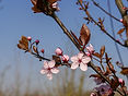 bo - acer campestre - d 1 - RKR33243