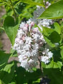 bo - acer campestre - d 1 - RKR33243