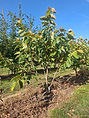 bo - acer campestre - d 1 - RKR33243