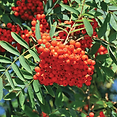 bo - acer campestre - d 1 - RKR33243