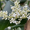 bo - acer campestre - d 1 - RKR33243