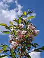 bo - acer campestre - d 1 - RKR33243