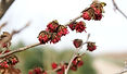 bo - acer campestre - d 1 - RKR33243