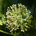 bo - acer campestre - d 1 - RKR33243