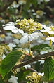 bo - acer campestre - d 1 - RKR33243