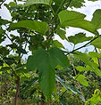 bo - acer campestre - d 1 - RKR33243