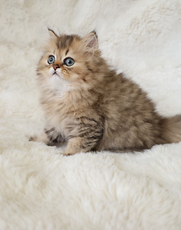 2026 Cheshire × Alice Golden Male.JPG