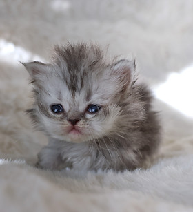 Shaded Silver Persian Kitten Runt